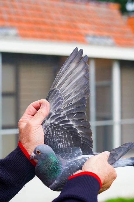 care-4-birds-3